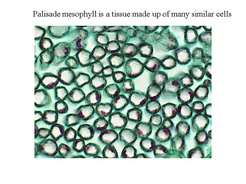 Palisade mesophyll is a tissue made up of many similar cells